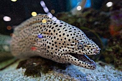 R星澄清：《GTA6》新预告来自PS5 一半实机一半动画